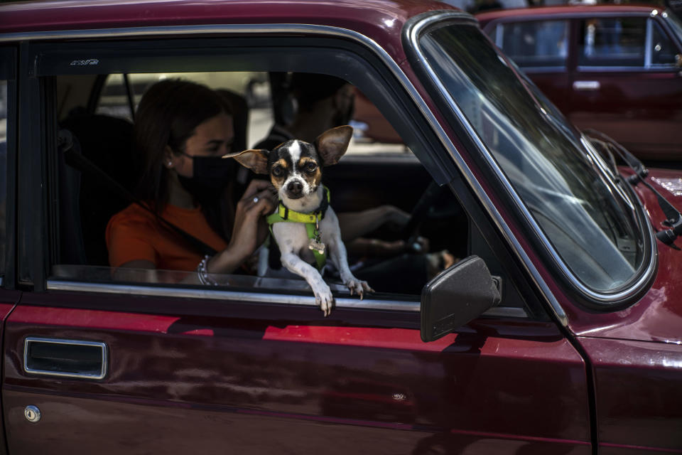 A dog looks out the window of a Soviet-era Lada car, while its caretakers drive to the Lada Cuba Club meeting in Havana, Cuba, Sunday, March 21, 2021. The club has about 140 members who meet for social activities like donating blood, assisting each other when breakdowns happen, or just trading quick-fix tricks and parts. (AP Photo/Ramon Espinosa)