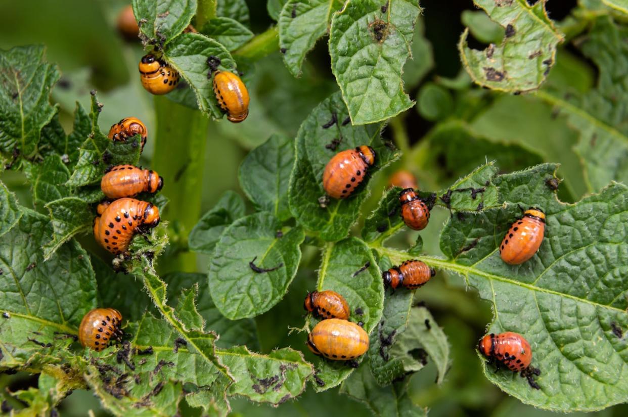 El escarabajo de la patata, una plaga en Europa, viajó como polizón hasta Burdeos (Francia) durante la Primera Guerra Mundial. <a href="https://www.shutterstock.com/es/image-photo/colorado-potato-beetle-leptinotarsa-decemlineata-on-2236315047" rel="nofollow noopener" target="_blank" data-ylk="slk:Olko1975 / Shutterstock;elm:context_link;itc:0;sec:content-canvas" class="link ">Olko1975 / Shutterstock</a>