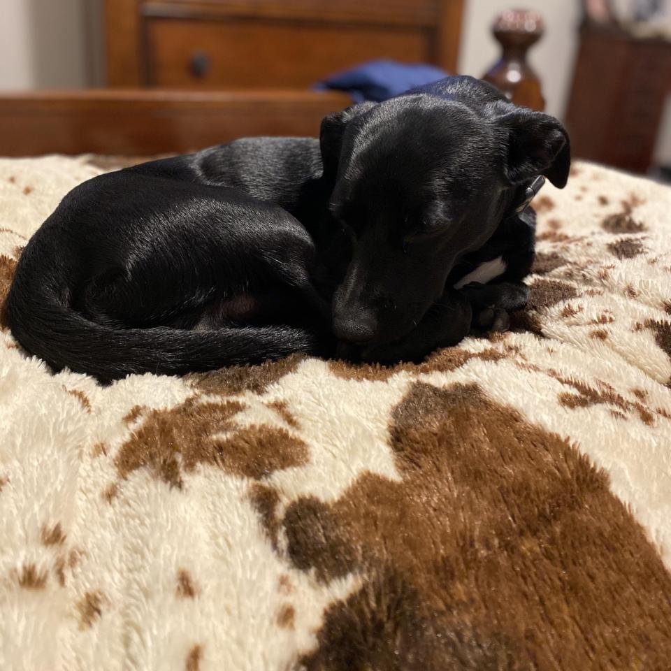 Eddie the dachshund mix.