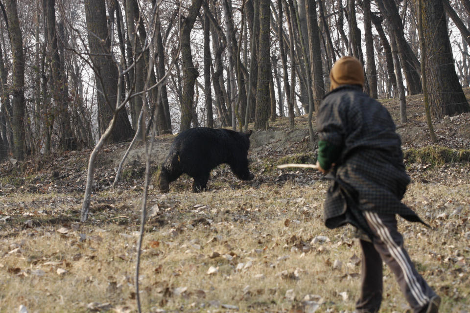 A man following a wild bear after he entered a residential house and injured a person in the outskirts of Srinagar on December 3, 2012 in Srinagar, India. / Credit: Waseem Andrabi/Hindustan Times/Getty