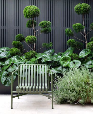 <p>Secret Gardens</p> The rounded forms of giant leopard plant and topiary conifers make for a bold border in this garden by landscape design firm Secret Gardens.