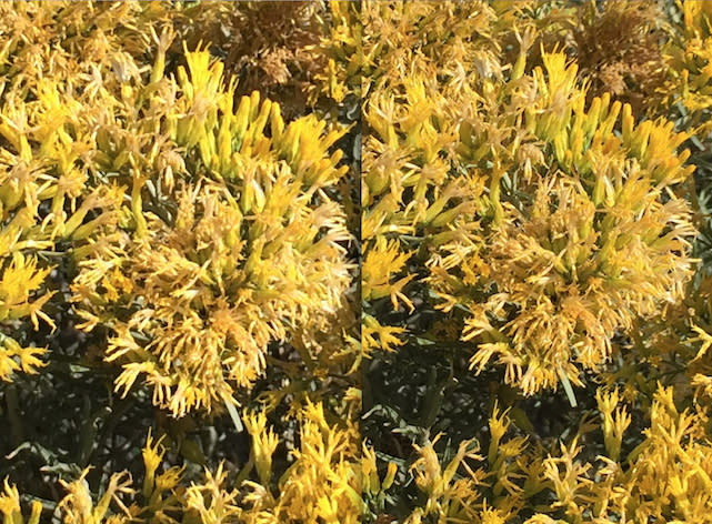 Zoomed in image from iPhone 5s (left) and iPhone 6 (right)