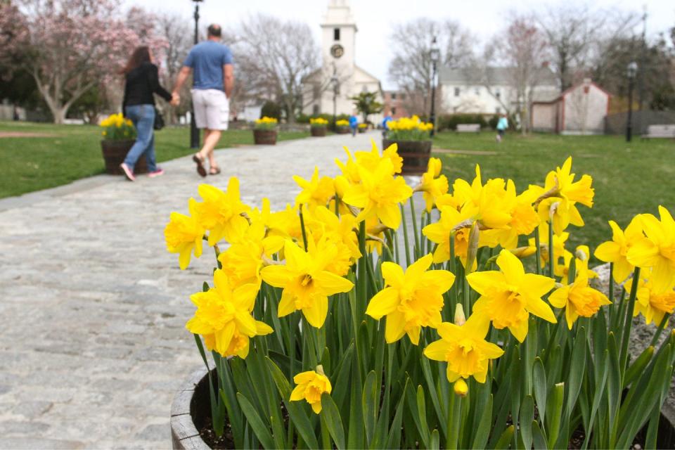 Get out and about during Daffodil Days.