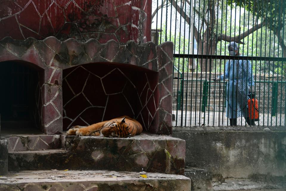 A Royal Bengal tiger rests as a health worker wearing Personal Protective Equipments (PPE) suit (R) sprays disinfectants at the Kamla Nehru Zoological Garden in Ahmedabad on September 11, 2020. (Photo by SAM PANTHAKY / AFP) (Photo by SAM PANTHAKY/AFP via Getty Images)