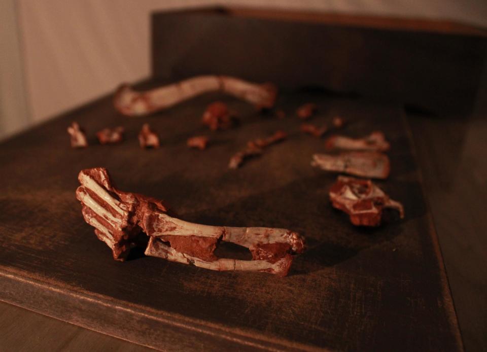 A table of bones showing the fossil of Venetoraptor gassenae