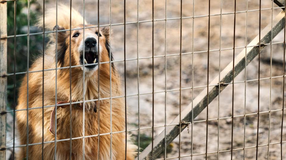 Barking dog behind a fence