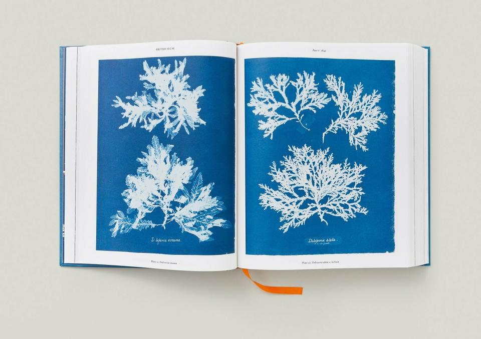 Anna Atkins Botanical Blueprints