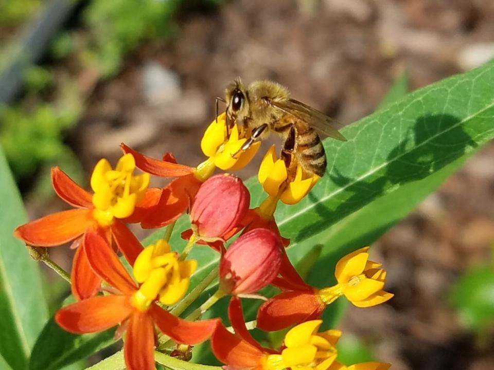 Aug. 20 is National Honey Bee Day.