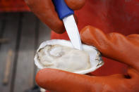 Oyster farmer Chris Burtis shucks an oyster harvested on the New Meadows River, Sunday, April 25, 2021, in Brunswick, Maine. Oysters from the farm are being used to establish a new population in New Hampshire. (AP Photo/Robert F. Bukaty)