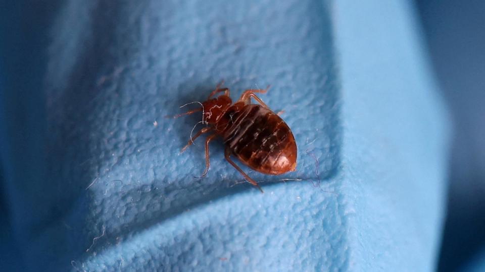 FILE PHOTO: A bed bug is seen on a glove of a biocide technician from the company Hygiene Premium who treats an apartment against bed bugs in L'Hay-les-Roses, near Paris, France, September 29, 2023. (Stephanie Lecocq/ReutersF)