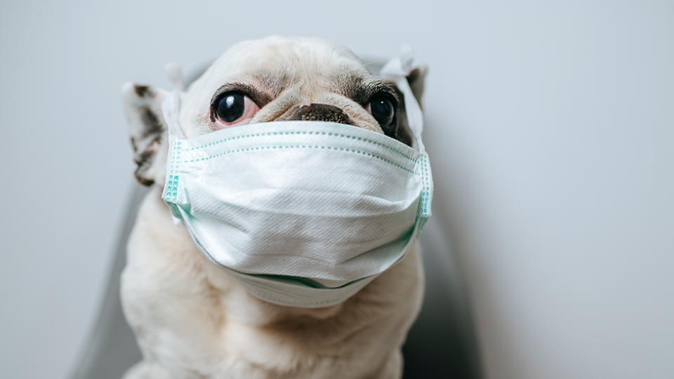 A dog wears a surgical mask against a white background. 