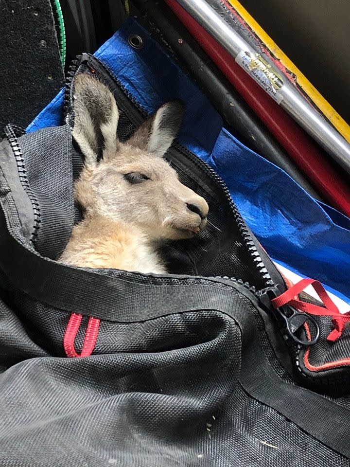 The rescued kangaroo being transported to the shelter while sedated.