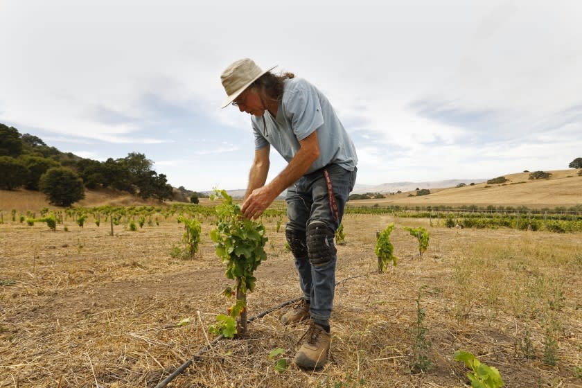 San Juan Bautista, California,-Aug. 12, 2020-Tending so some young Grenache Nour vines, Randall Grahm is founder of Bonny Doon Vineyard. He is perhaps best known for his pioneering work with Rhone varietals in California. As the earth continues to heat up, and water tables decrease, hearty varieties of grapes will be important. (Carolyn Cole/Los Angeles Times)