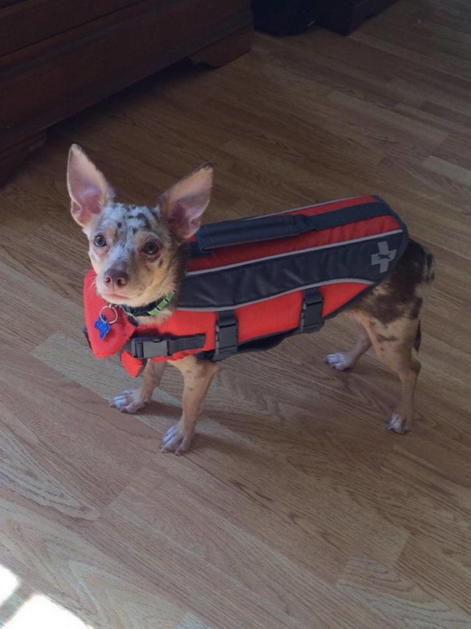 Life jackets are essential for your pets to stay safe on the water and while boating in South Carolina.