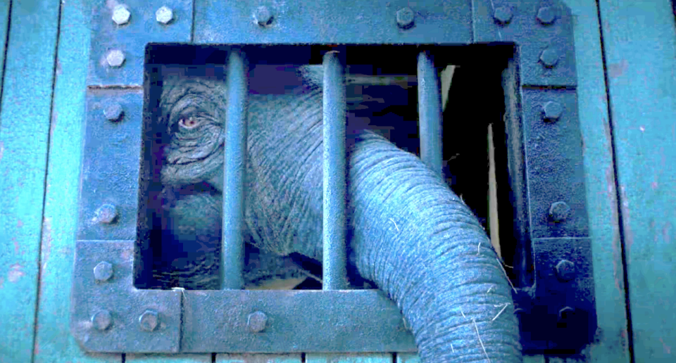 the cage with Dumbo's mom's trunk coming out of it