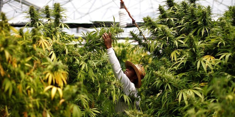 FILE PHOTO: A worker harvests cannabis plants at a medical marijuana plantation near the northern town of Nazareth, Israel May 28, 2013. REUTERS/Amir Cohen/File Photo