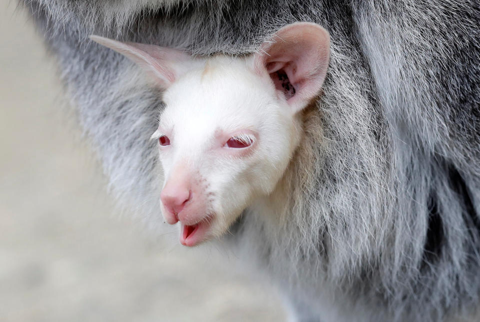 A newly born albino red-necked wallaby joey peeks out of its mother's pouch at a zoo in Decin, Czech Republic, March 13, 2019. (Photo: David W Cerny/Reuters)