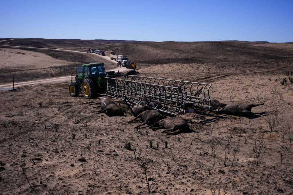 Ranchers move cattle killed by the Smokehouse Creek Fire out of burned ranch land, Friday, March 1, 2024, in Skellytown, Texas. The wildfire, which started Monday, has left behind a charred landscape of scorched prairie, dead cattle and burned-out homes in the Texas Panhandle. (AP Photo/Julio Cortez)