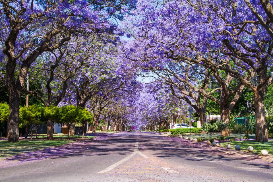 If you're planning a trip to South Africa, you should consider some time in late September through November. That's when the stunningly beautiful jacaranda trees go into bloom in South Africa. With purple branches drooping over the streets, any drive or stroll through Pretoria (where, along with Johannesburg, the trees seem to grow in every corner) will promise to be a memorable one. Fun fact: The jacaranda is actually native to Brazil, with the first one having been planted in South Africa in the late 19th century.