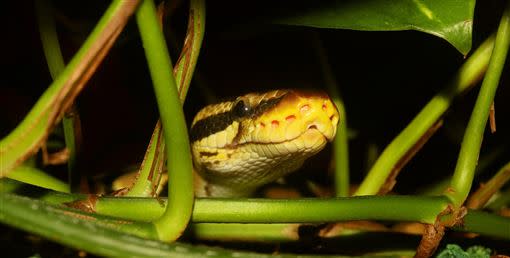 一名男子在查看養殖池時，被一條大蟒蛇硬拖捲走。（示意圖／Pixabay）