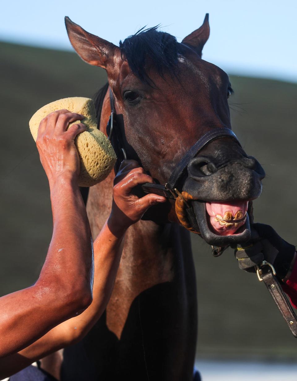 Sierra Leone on the backside of Churchill Downs Monday morning, The dark bay colt is currently the favorite for the 150th Kentucky Derby. He won this year's Toyota Bluegrass Stakes in Keeneland. April 22, 2024.