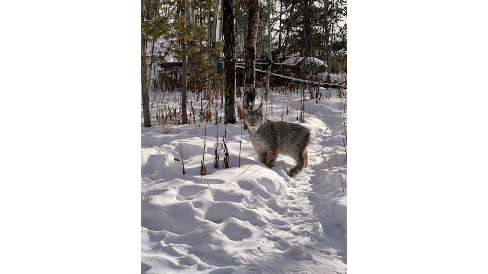 Canada Lynx pictured at The Yukon Wildlife Preserve