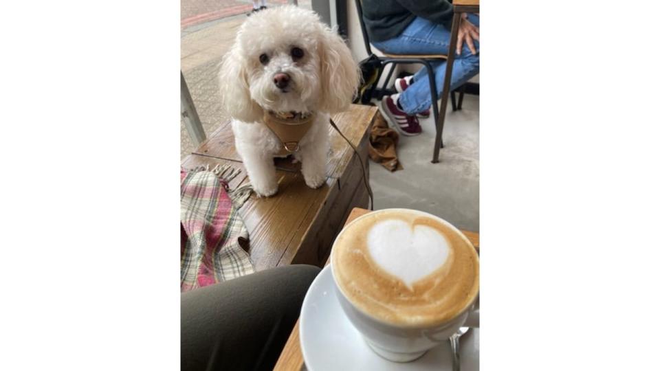 fluffy white dog with a coffee