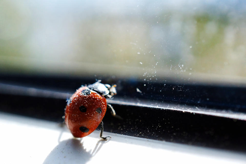 Am liebsten machen es sich Marienkäfer demnach in Hohlräumen gemütlich, etwa in Mauerritzen oder Dachsparren, aber auch Laubhäufen in Gärten sind ein Unterschlupf für die Aggregationen (Symbolbild: Getty Images)                        