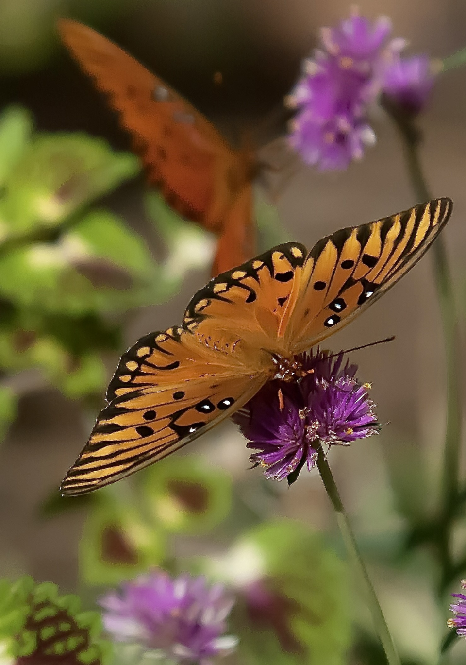 Truffula Pink gomphrena is recognized as a butterfly champion Here two Gulf Fritillary butterflies have selected their blossoms for feeding.