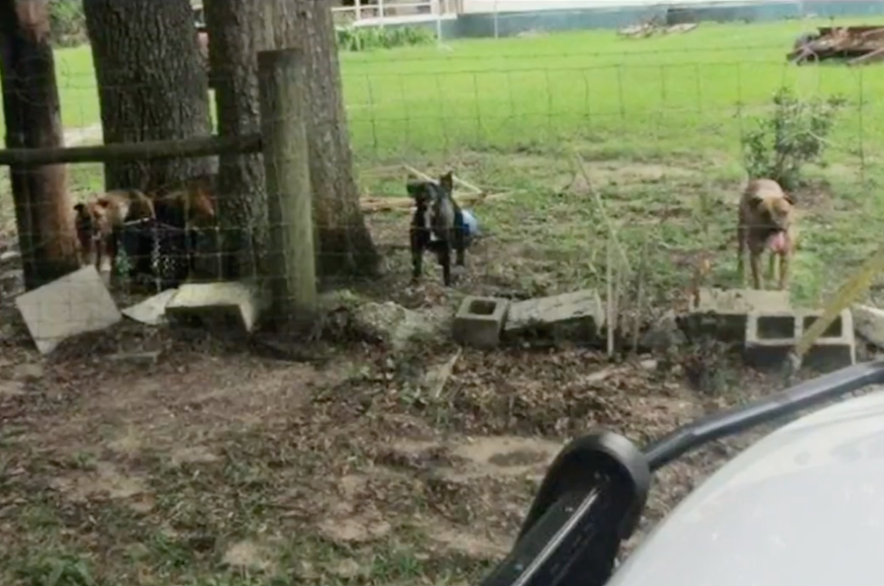 Vicious dogs are seen behind a cage. Five dogs attacked and killed a U.S. Postal Service carrier in rural Florida Sunday when her vehicle became stranded.