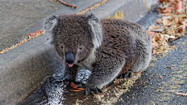 The koala can be seen sticking it's tongue out at the camera. Photo: Facebook/Paul Jansen