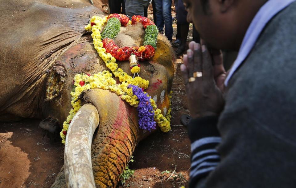 In this Friday, Dec. 9, 2016 photo, a man prays in front of the carcass of a male Asiatic elephant, known as Sidda, after he died of his injuries, in Dabbagali village, outskirts of Bangalore, India. Sidda, a partially blind wild elephant had taken refuge in the backwaters of a dam after he broke his right leg while being chased by villagers late August. (AP Photo/Aijaz Rahi)