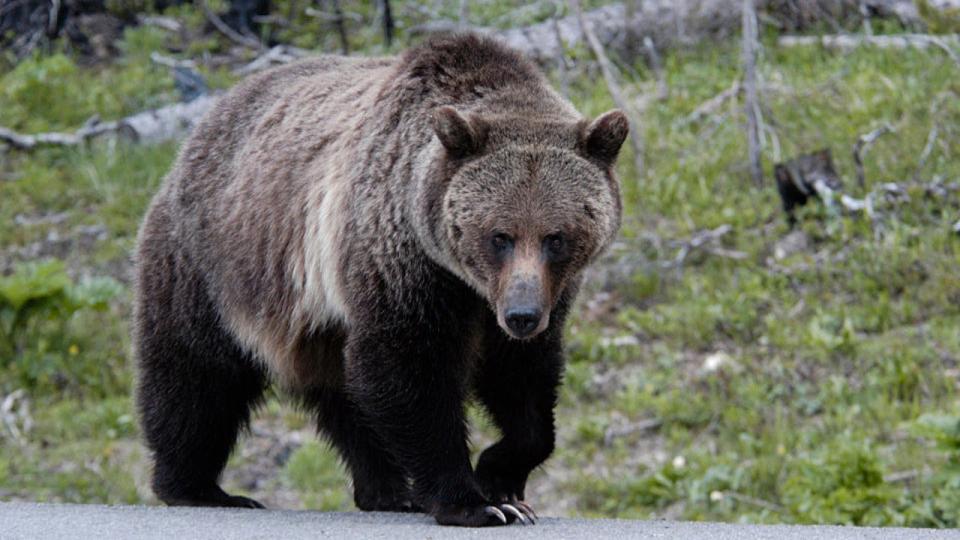 <div>FILE-A large grizzly bear is spotted in Yellowstone National Park. (William Campbell/Corbis via Getty Images)</div>