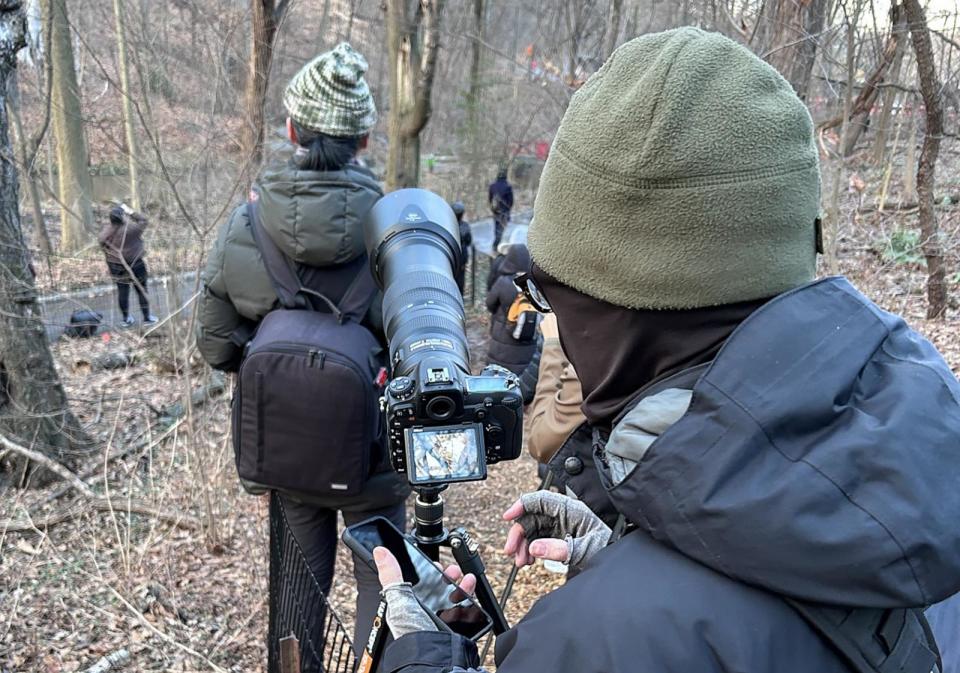 PHOTO: David Barrett, creator and operator of the Manhattan Bird Alert social media site, is pictured here on Jan. 13, 2024, photographing Flaco, the Eurasian eagle owl in the North Woods of Central Park. (Bill Hutchinson/ABC News)