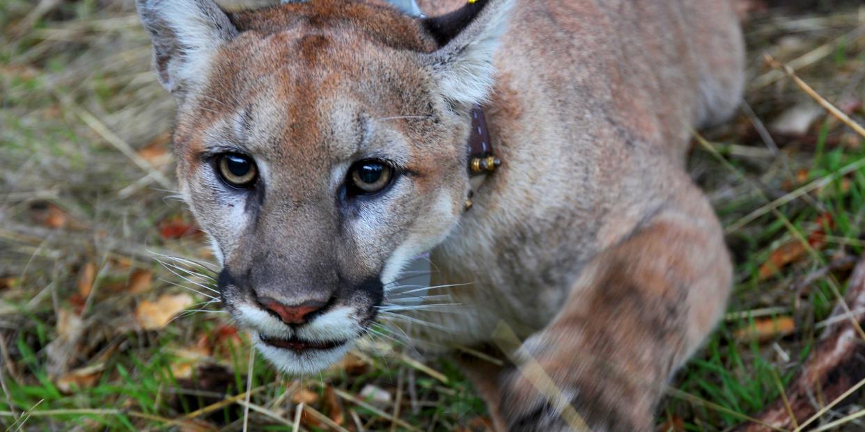 A mountain lion in a US National Park (file photo).