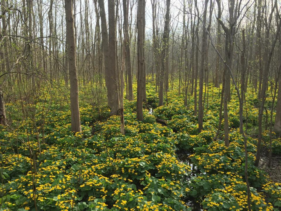 The Asbury Woods Greenway Trail features sections where large swaths of marsh marigolds bloom in spring.