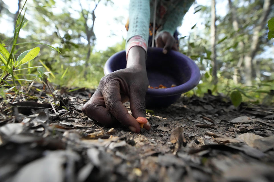 A woman picks mushrooms in a forest on the outskirts of Harare, Friday, Feb, 24, 2023. Zimbabwe’s rainy season brings a bonanza of wild mushrooms, which many rural families feast upon and sell to boost their incomes. Rich in protein, antioxidants and fiber, wild mushrooms are a revered delicacy and income earner in Zimbabwe, where food and formal jobs are scarce for many. (AP Photo/Tsvangirayi Mukwazhi)