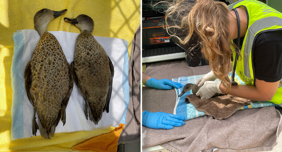 Two dead ducks (left). A vet working on a sick duck.