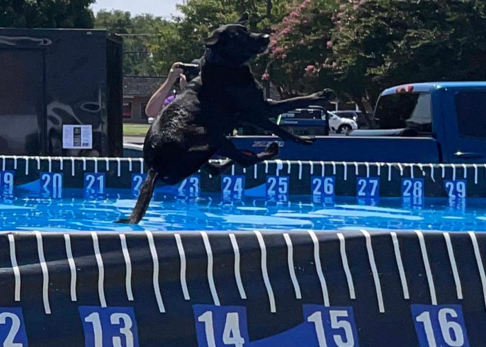 Maggie the black Lab comes in for a landing at Dog Daze VI held at Village Green Shopping Center in Farragut Saturday, Aug. 13, 2022.