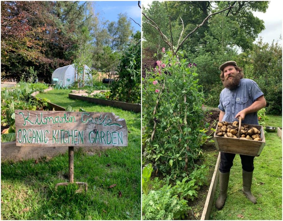 A photo of the organic kitchen garden at Kilmartin Castle next to a picture of owner Simon Hunt harvesting potatoes.