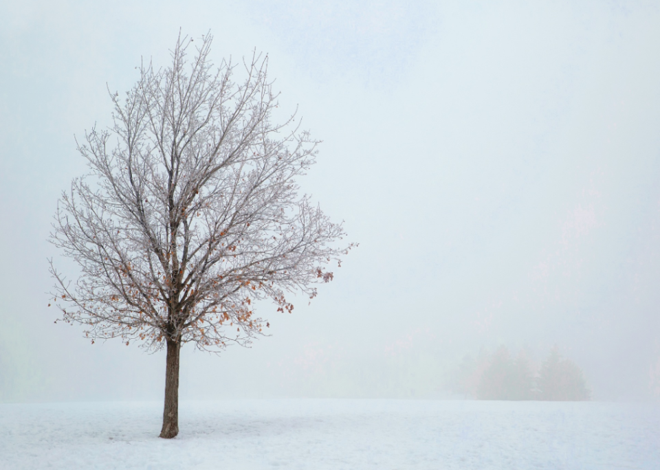 Rural winter scene.