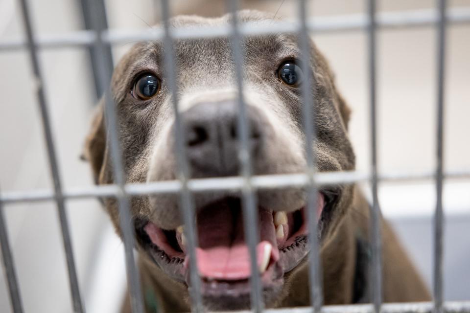 Dundee, a 4-year-old American pit bull mix, peers through the bars of his kennel at Salt Lake County Animal Services.