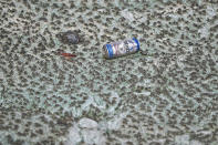 <p>A beer can is shown floating with algae in the St. Lucie River, July 11, 2016, in Stuart, Fla. (Photo: Joe Raedle/Getty Images) </p>