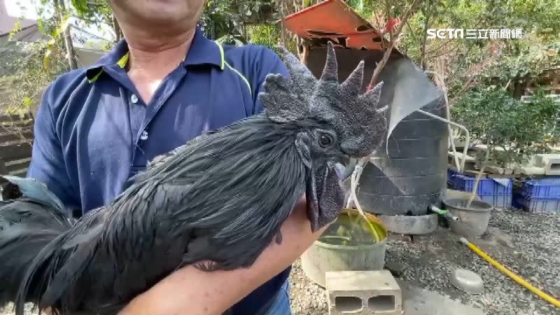 蕭先生飼養的部分藍寶堅尼雞慘遭野狗咬死。