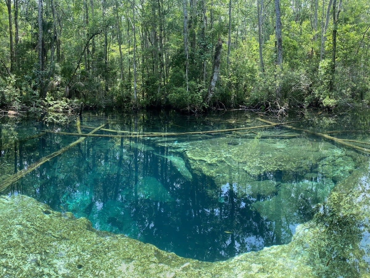 The lake in Chassahowitzka Wildlife Park, Florida, where the divers were found  (Hernando County Sheriff’s Office / Facebook)