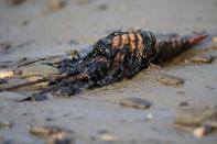 A lobster covered in oil is seen along the coast of Refugio State Beach in Goleta, California, May 20, 2015. REUTERS/Lucy Nicholson