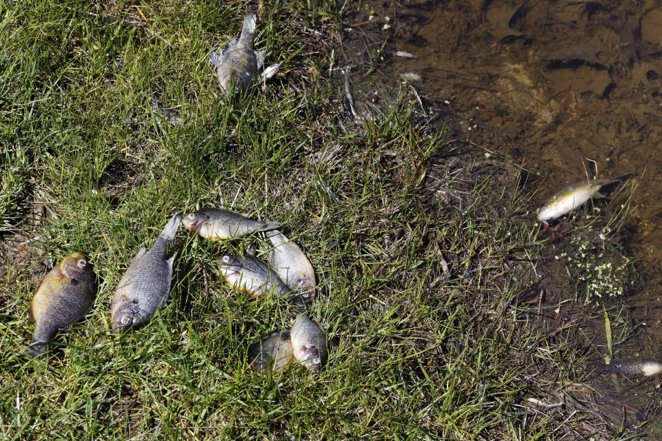 Dead fish lie on the shore of a small pond next to the Seqens/PCI Synthesis plant, Friday, May 5, 2023, in Newburyport, Mass. The pharmaceutical plant where a powerful blast killed a Massachusetts worker has moved into the cleanup phase. (AP Photo/Michael Dwyer)