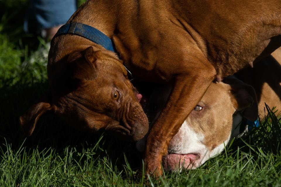 Left to right, Verdi and Rubble Rouser play during playgroup at Best Friends Animal Sanctuary in Kanab on Thursday, July 27, 2023. | Megan Nielsen, Deseret News