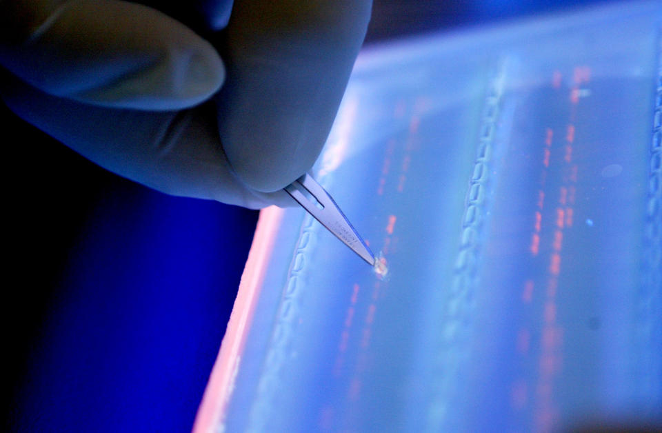 FILE - In this April 19, 2007 file photo, a lab officer cuts a DNA fragment under UV light from an agarose gel for DNA sequencing as part of research to determine genetic mutation in a blood cancer patient, in Singapore, which prides itself as an advanced medical treatment and research hub. New research shows a sharp escalation in the weapons race against cancer, with several high-tech approaches long dreamed of but not possible or successful until now. At a weekend conference of more than 30,000 cancer specialists, scientists are reporting new tactics to spur the immune system to attack a broad range of cancers, new drugs that attack the disease while sparing healthy cells, and new ways to tell which patients will benefit from which drugs. (AP Photo/Wong Maye-E, File)