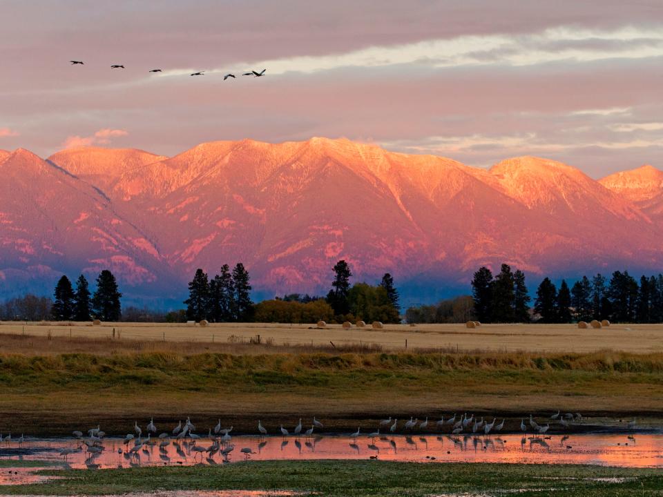 sandhill cranes montana fall